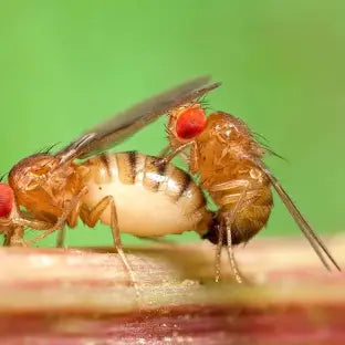 Green Way Fruit Fly Control Juice